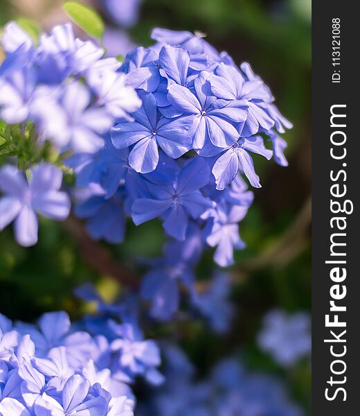 Closeup cape leadwort flower with bokeh of green leaves