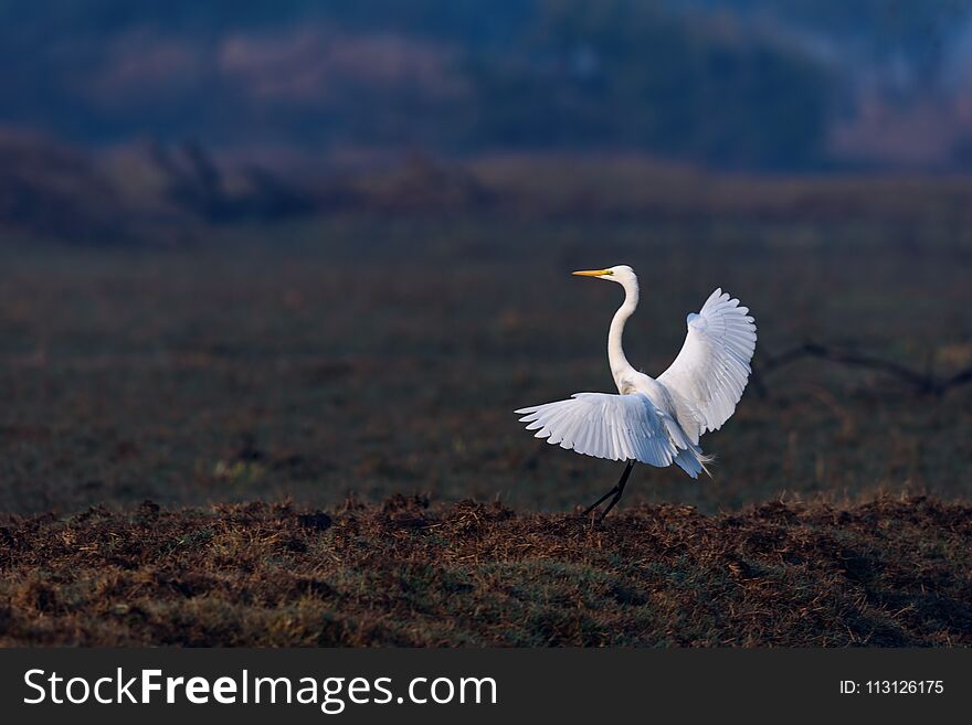 Water fowls feed on fish and snail. Water fowls feed on fish and snail.