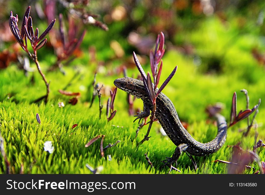 Brown and Black Lizard on Green Grass