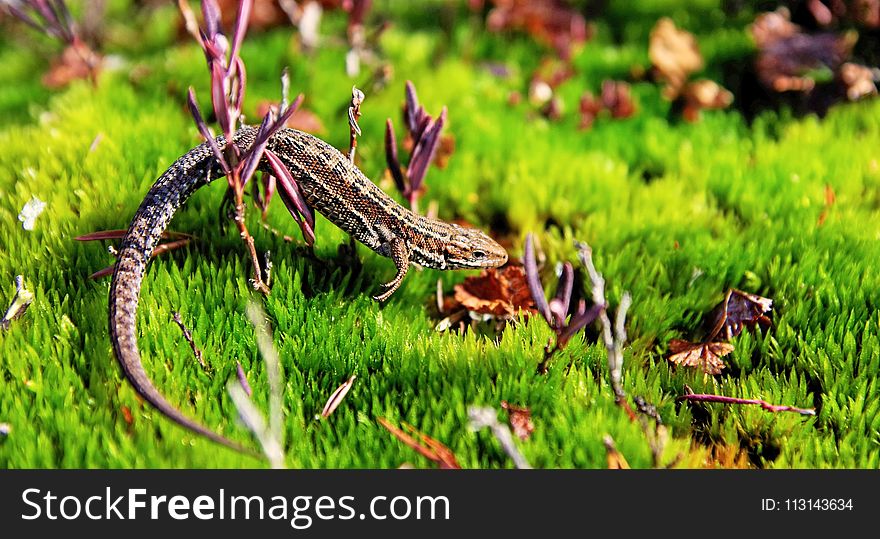 Brown Gecko in Green Open Field