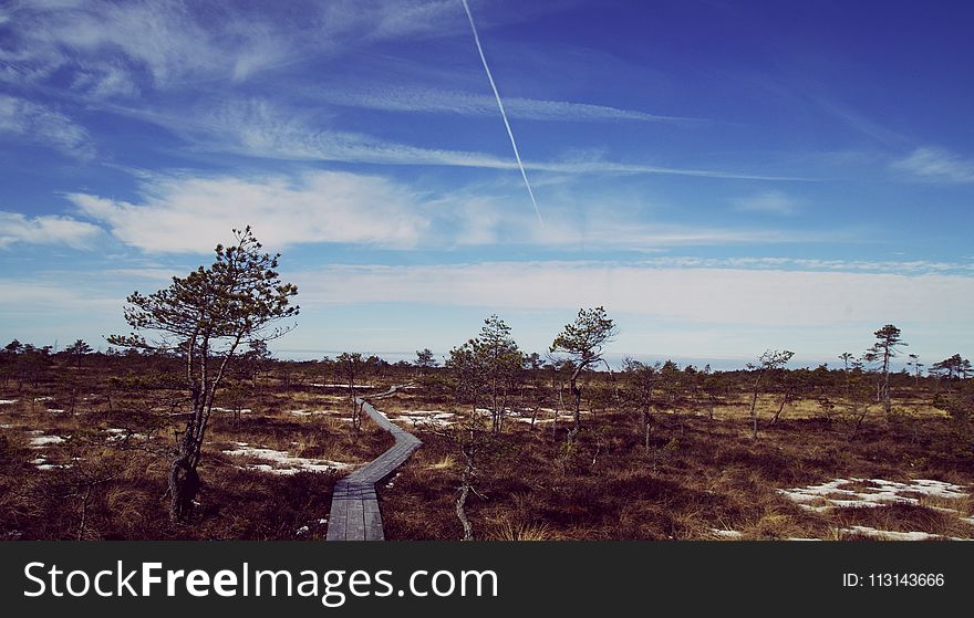 Green Trees On Farm Land