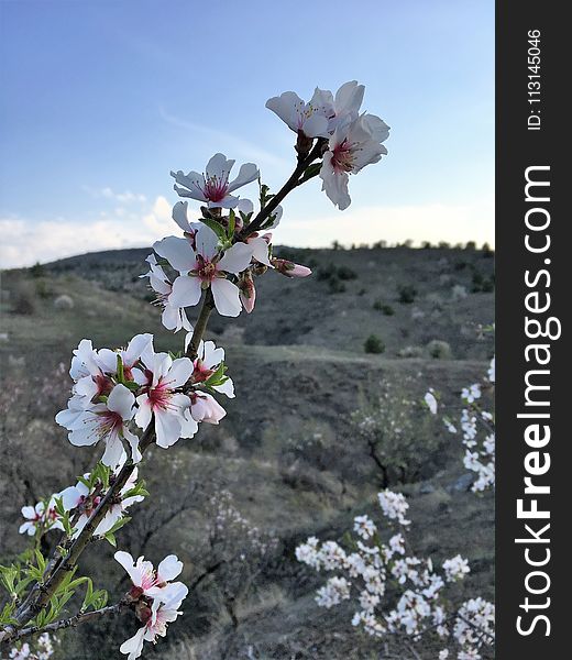 Blossom, Flower, Spring, Plant