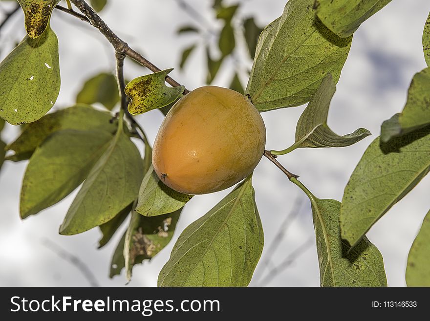 Fruit Tree, Fruit, Diospyros, Citrus