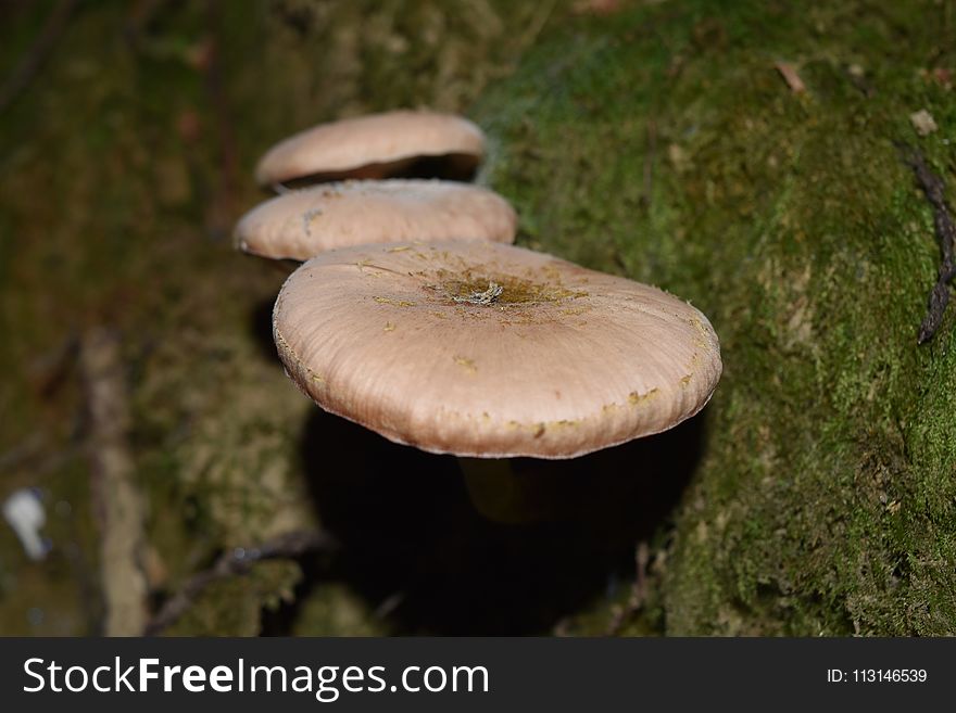 Mushroom, Fungus, Oyster Mushroom, Edible Mushroom