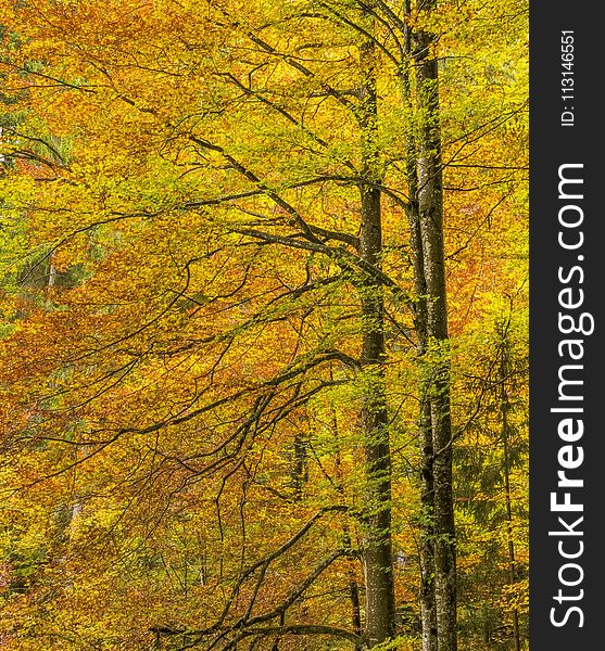 Temperate Broadleaf And Mixed Forest, Nature, Ecosystem, Yellow