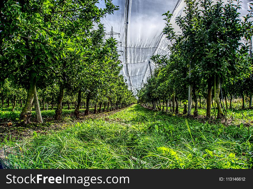 Vegetation, Tree, Leaf, Grass