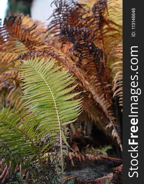 Plant, Ferns And Horsetails, Vegetation, Fern