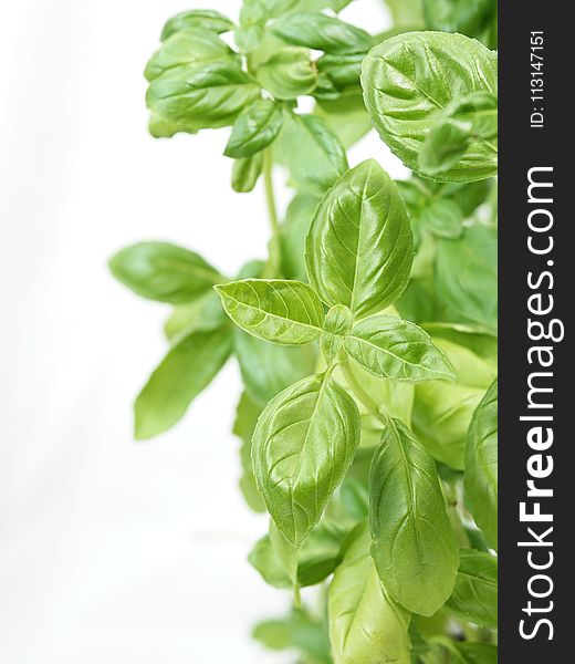 Basil, Plant, Herb, Lemon Basil