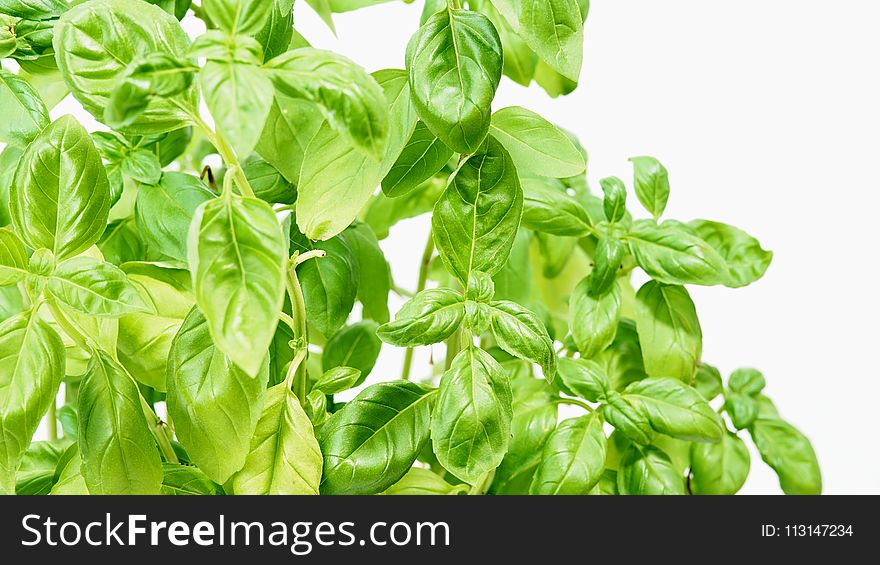 Plant, Basil, Herb, Vegetable