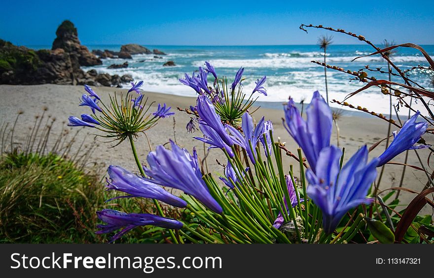 Flower, Blue, Flora, Plant