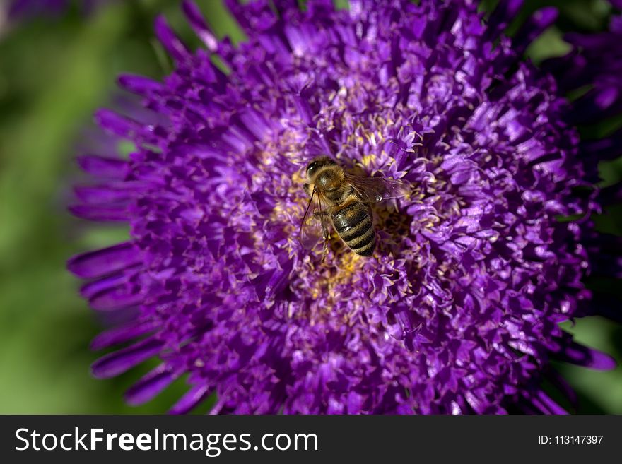 Honey Bee, Bee, Flower, Nectar