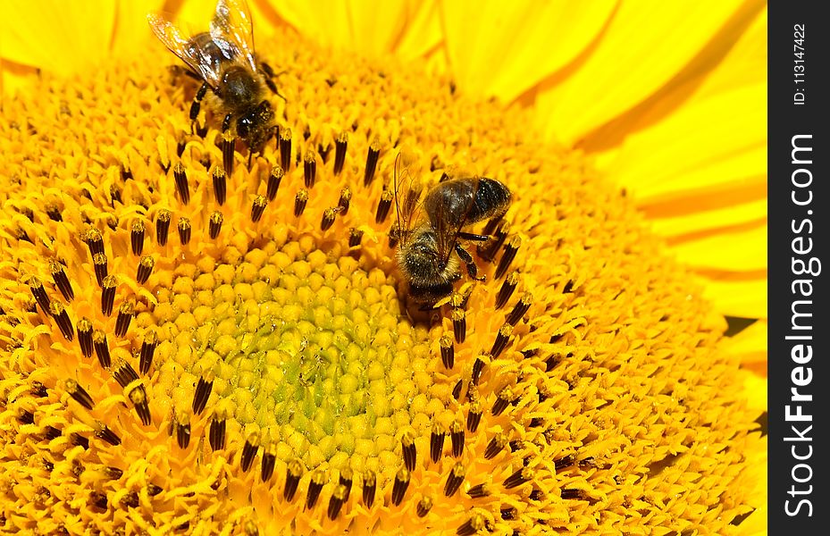 Honey Bee, Bee, Nectar, Yellow