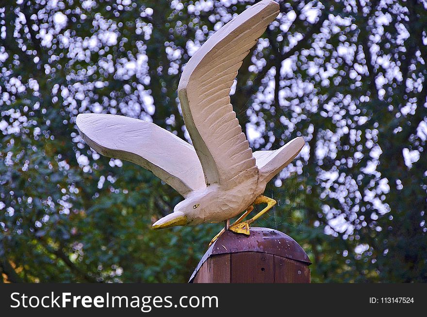 Bird, Fauna, Beak, Tree