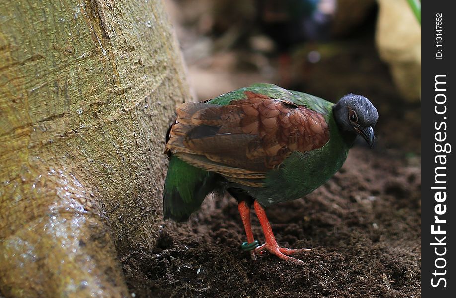 Fauna, Bird, Beak, Organism