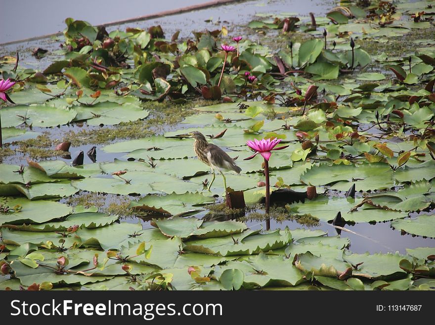 Ecosystem, Plant, Fauna, Flora