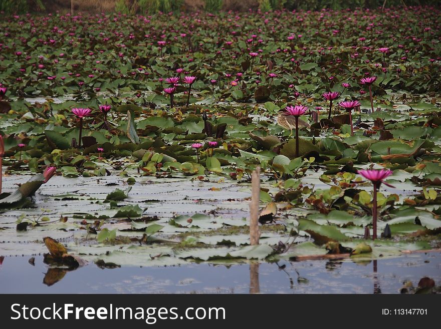 Plant, Flower, Flora, Ecosystem