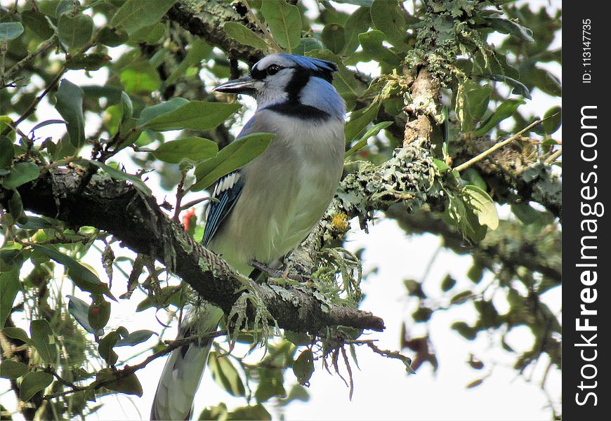 Bird, Fauna, Beak, Tree