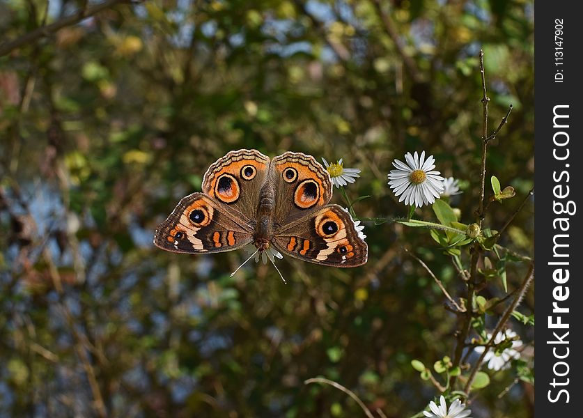 Moths And Butterflies, Butterfly, Insect, Invertebrate