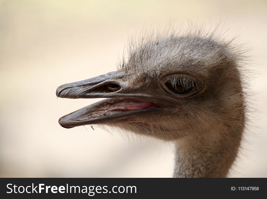 Ostrich, Beak, Fauna, Ratite