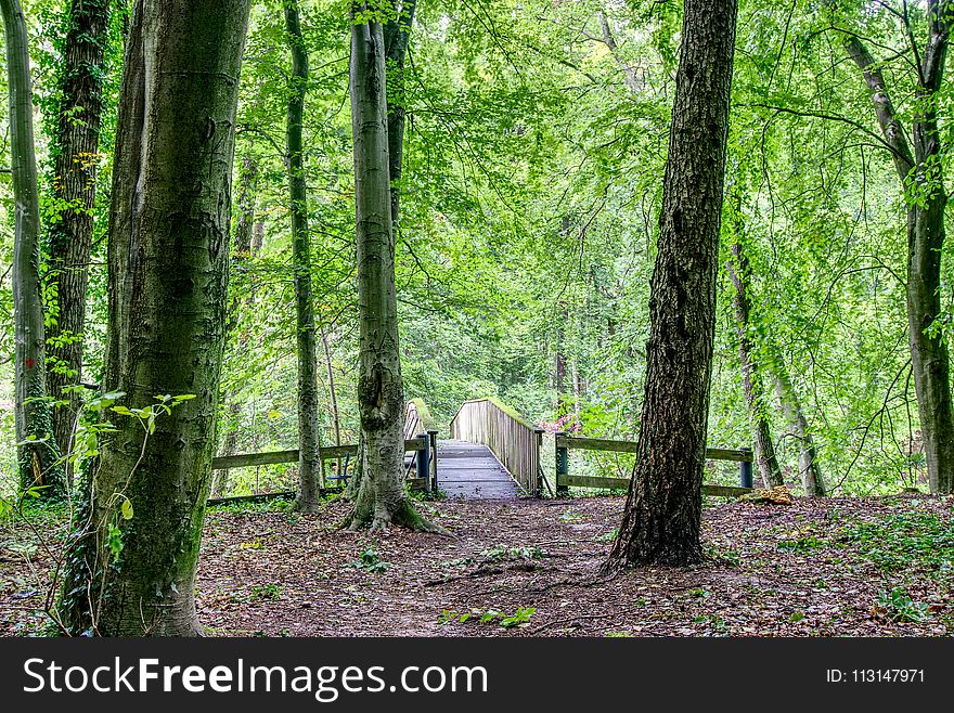 Woodland, Green, Nature, Forest