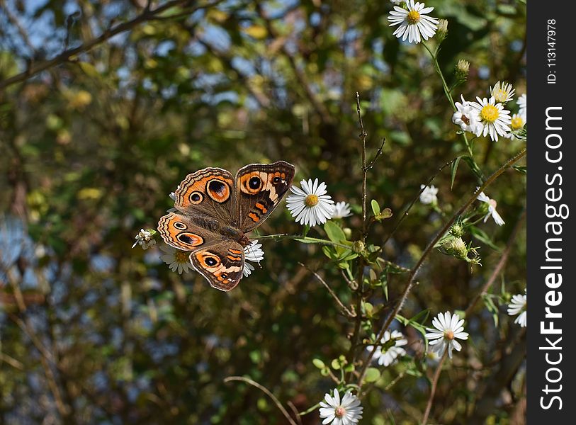 Butterfly, Moths And Butterflies, Brush Footed Butterfly, Insect