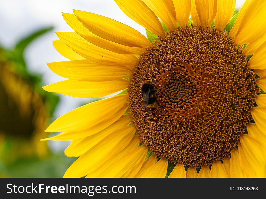 Sunflower, Flower, Yellow, Honey Bee
