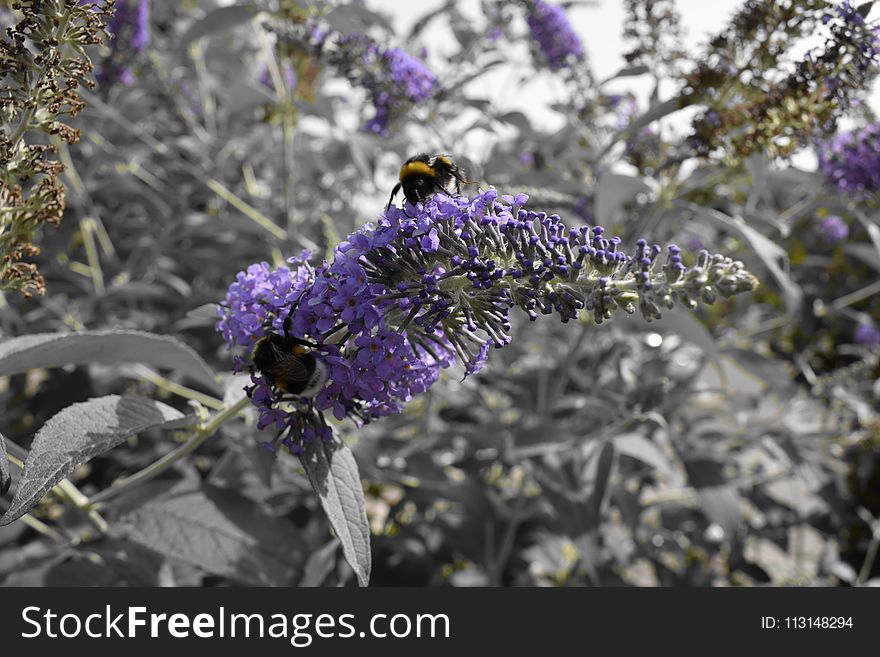 Plant, Flora, Flower, Purple