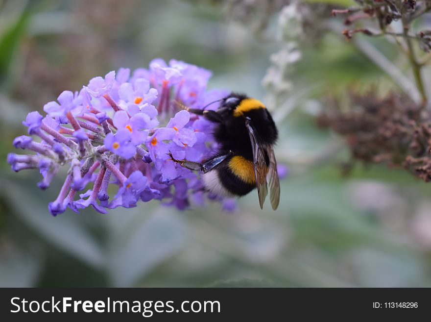 Bee, Bumblebee, Flower, Nectar