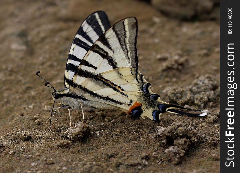 Moths And Butterflies, Butterfly, Insect, Invertebrate