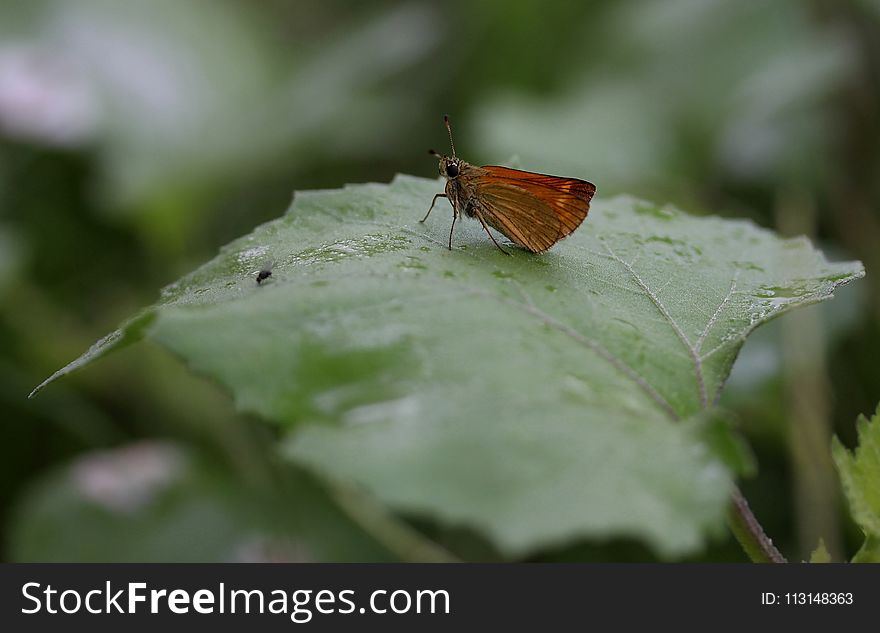 Insect, Butterfly, Moths And Butterflies, Lycaenid