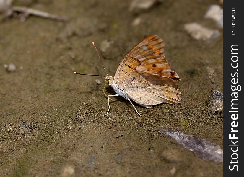 Butterfly, Moths And Butterflies, Insect, Invertebrate