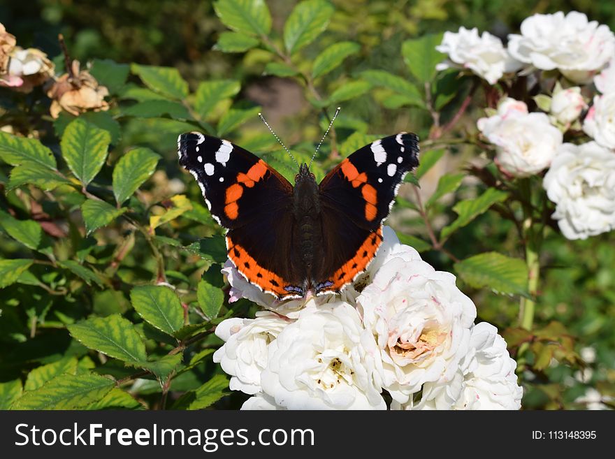 Butterfly, Moths And Butterflies, Insect, Brush Footed Butterfly