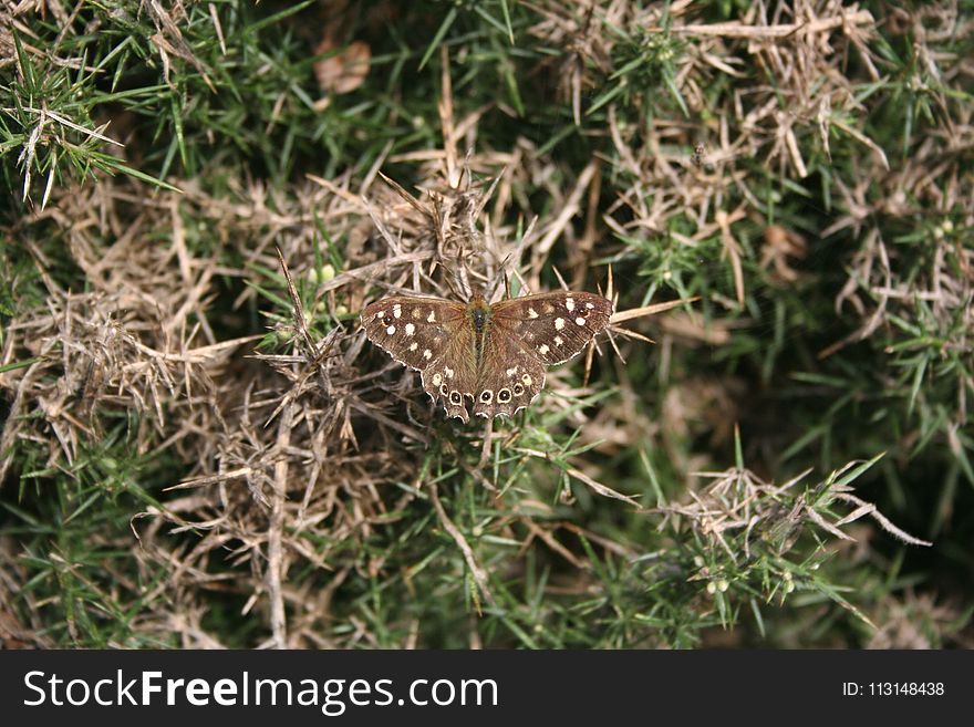 Flora, Fauna, Plant, Grass