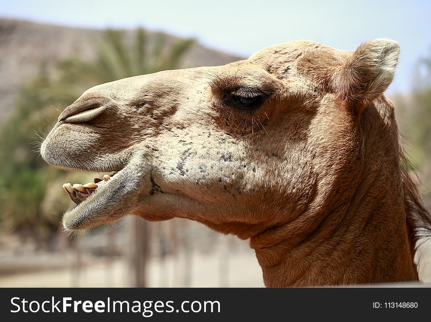 Camel, Camel Like Mammal, Arabian Camel, Fauna