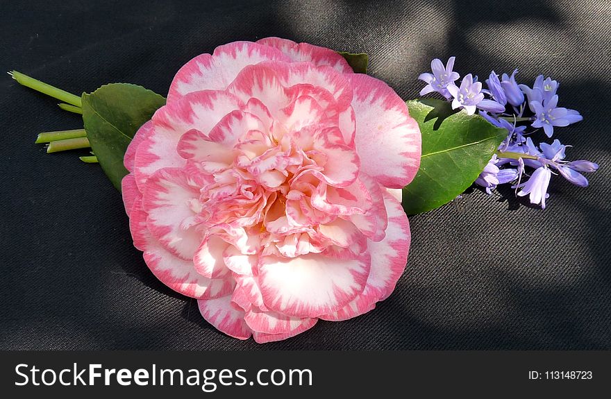 Flower, Pink, Flowering Plant, Plant