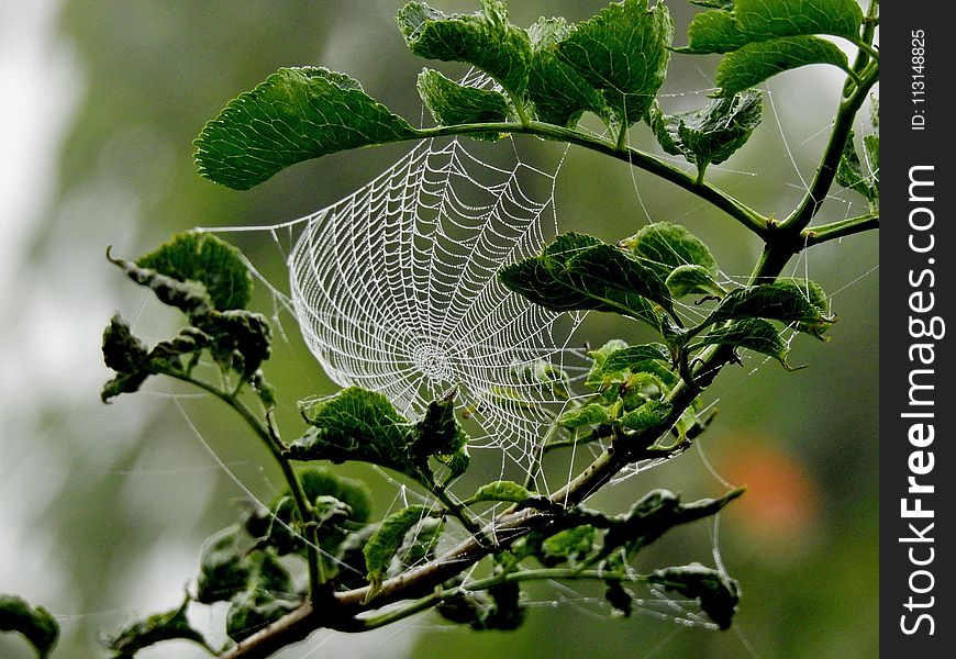 Leaf, Branch, Spider Web, Invertebrate