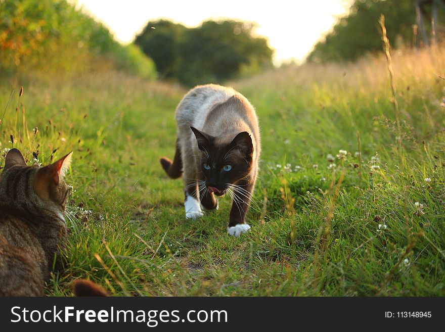Cat, Fauna, Small To Medium Sized Cats, Grass