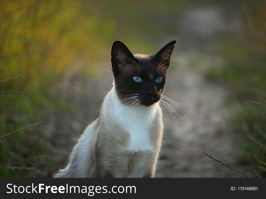 Cat, Whiskers, Fauna, Mammal