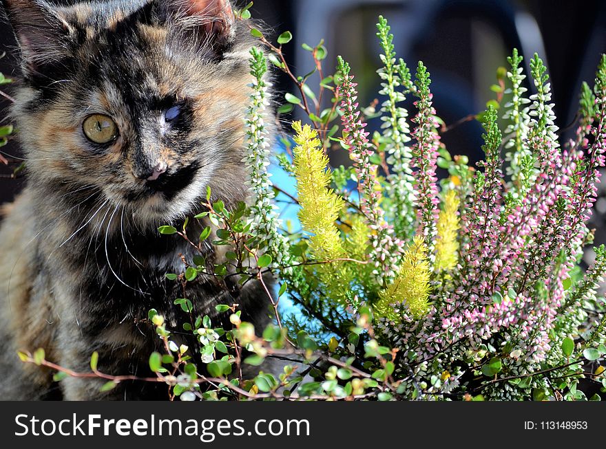 Cat, Small To Medium Sized Cats, Whiskers, Plant