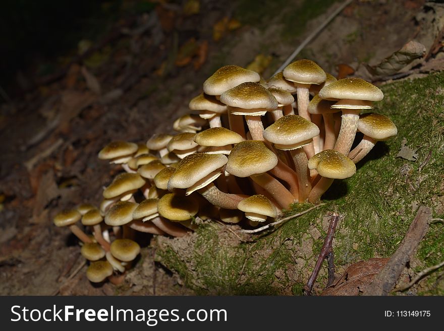 Fungus, Mushroom, Oyster Mushroom, Edible Mushroom