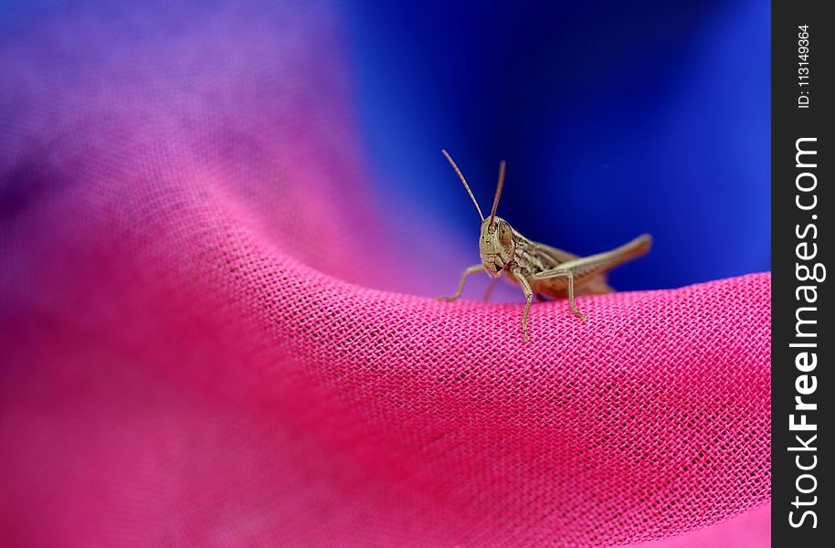 Insect, Macro Photography, Close Up, Grasshopper