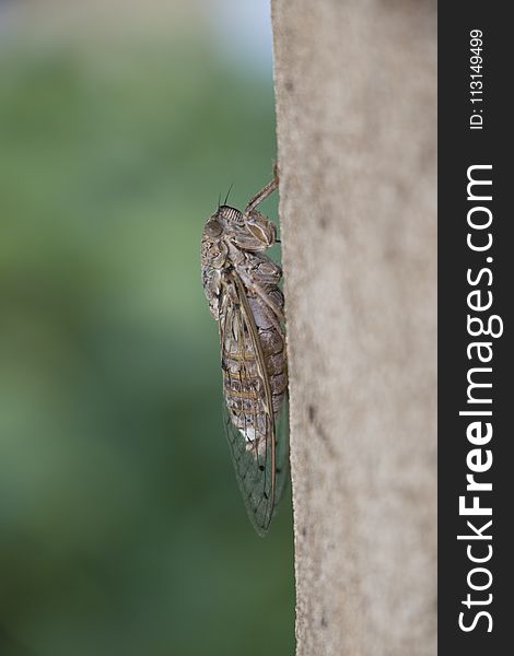 Insect, Invertebrate, Cicada, Fauna