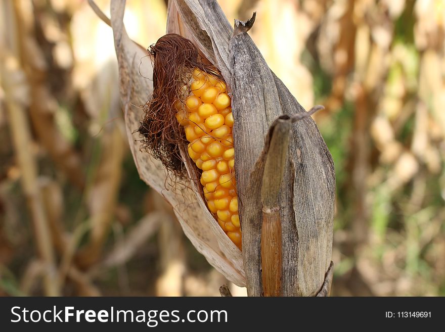 Commodity, Maize