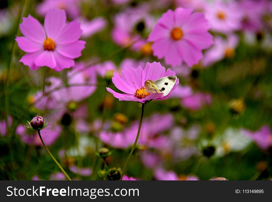 Flower, Garden Cosmos, Nectar, Flora