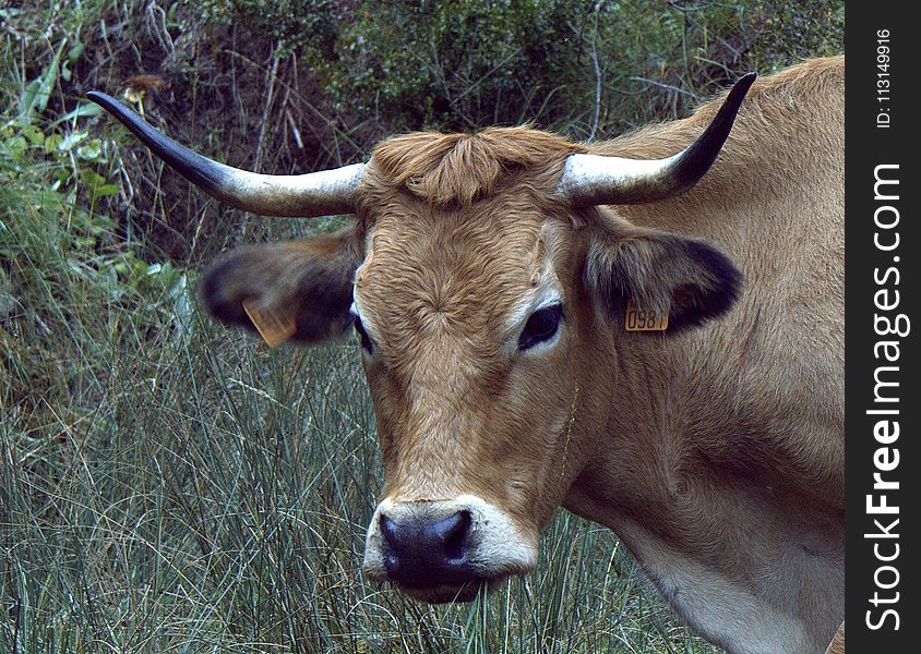 Horn, Cattle Like Mammal, Fauna, Wildlife