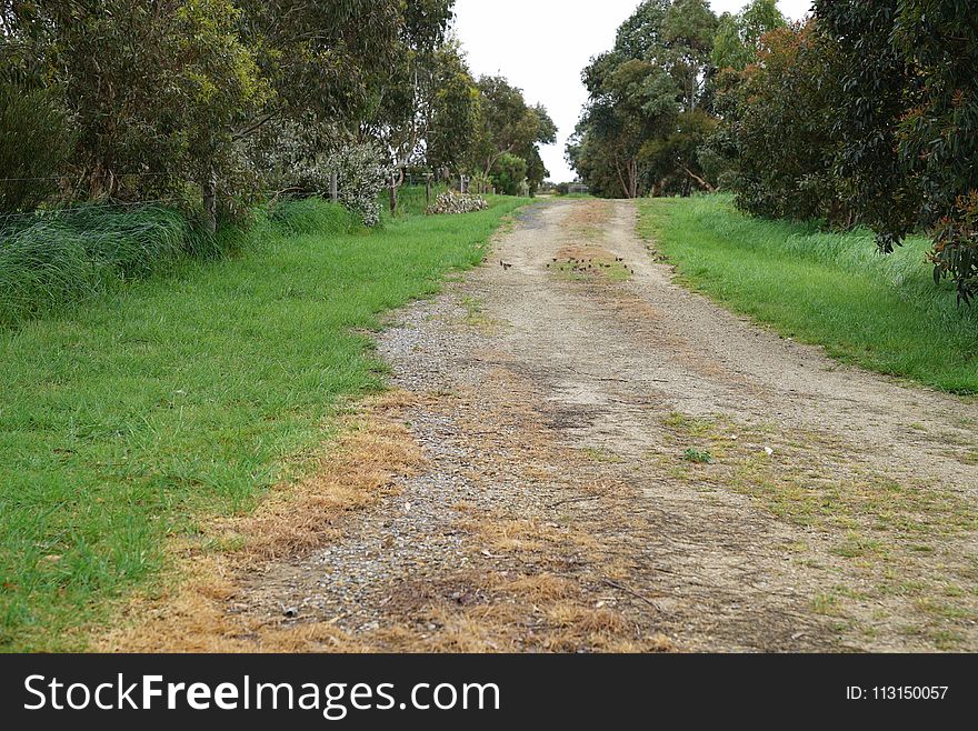 Road, Path, Dirt Road, Nature Reserve