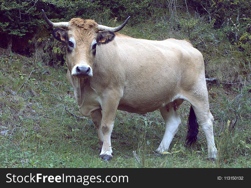 Cattle Like Mammal, Fauna, Horn, Cow Goat Family