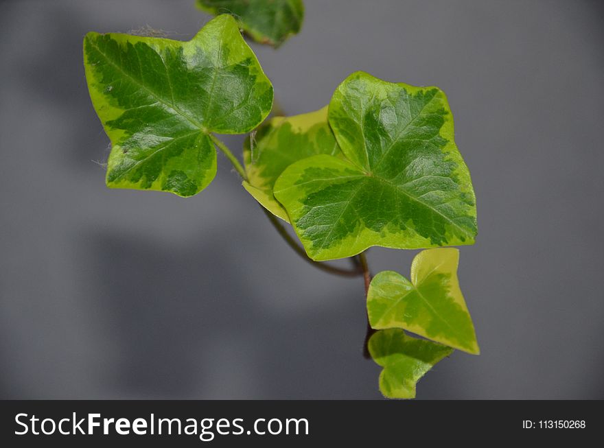 Leaf, Plant, Ivy, Branch