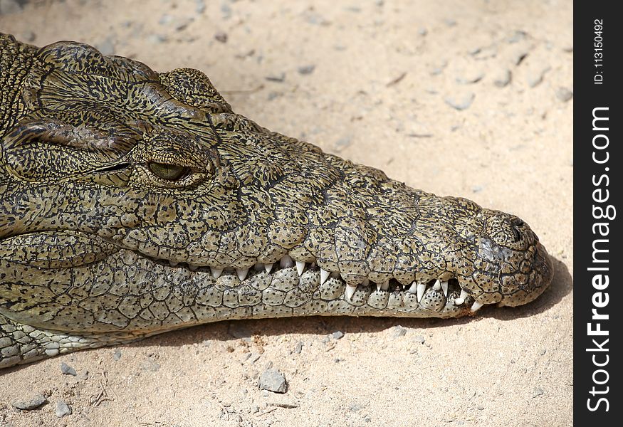 Crocodilia, Crocodile, Reptile, Nile Crocodile