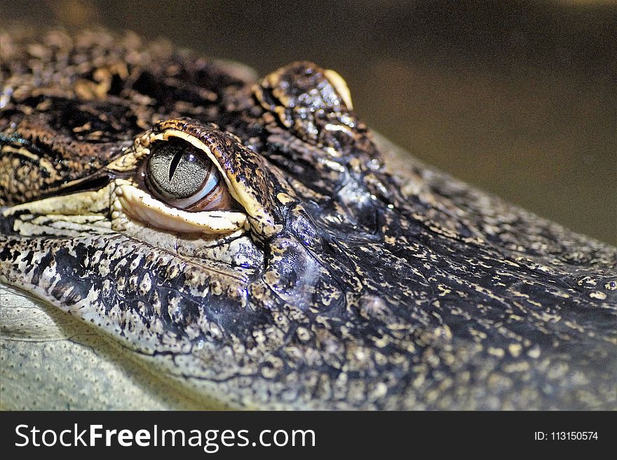 Crocodilia, Reptile, Crocodile, American Alligator